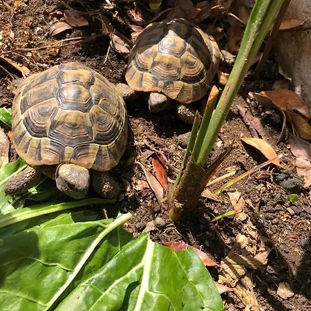 Tortoise *