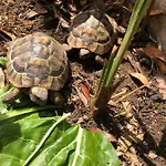 Tortoise *