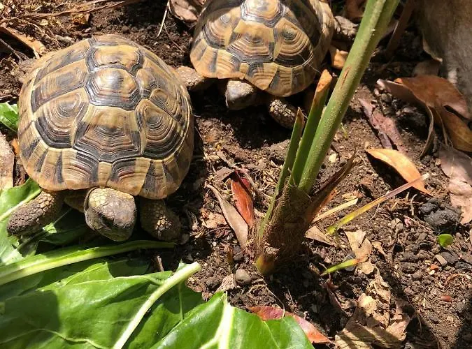 Tortoise *